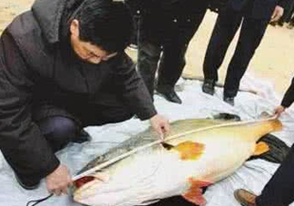 黃唇魚魚鰾真的那么神？黃唇魚魚鰾真實藥用價值