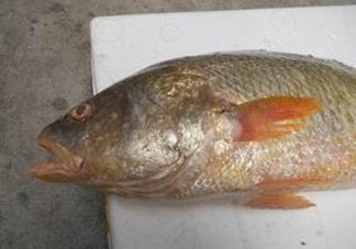 黃唇魚魚鰾能救命？黃唇魚魚鰾可以救命？