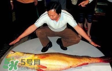 黃唇魚魚鰾能救命？黃唇魚魚鰾可以救命？