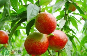 油桃可以榨汁嗎？油桃怎么榨汁？