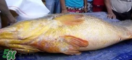 怎么鑒別金錢鳘魚膠？金錢鳘魚膠如何分辨真偽
