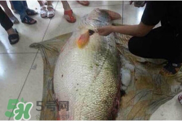 黃唇魚為什么貴？黃唇魚有什么藥用價值？