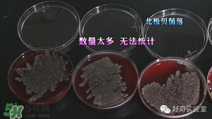 三文魚(yú)有刺嗎？三文魚(yú)的刺怎么處理