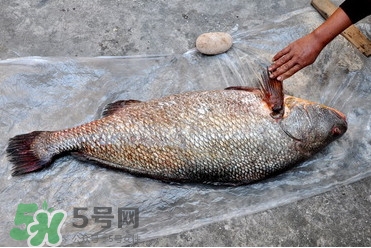 金錢鳘為什么身價上百萬？金錢鳘真這么值錢嗎