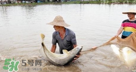 金錢鳘是哪里原產的？金錢鳘的產地在哪里