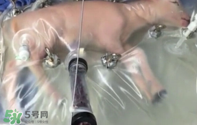 人造子宮初現曙光，未來將是男媽媽的天下？