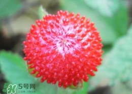 蛇草莓能吃嗎？蛇草莓有毒嗎