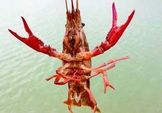 什么時候釣龍蝦最好？龍蝦幾月份能釣？