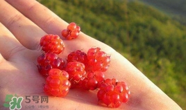 山莓是什么？山莓是水果嗎？