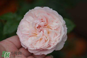 五月份可以種月季嗎？月季五月怎么養？