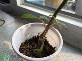 月季5月能插活嗎？月季花五月能插活嗎？