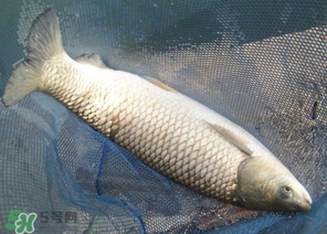5月份怎么釣草魚？五月份怎么釣草魚？