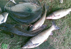 5月份怎么釣草魚？五月份怎么釣草魚？