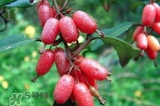 羊奶果要?jiǎng)兤幔垦蚰坦麆兤み€是帶皮吃好？