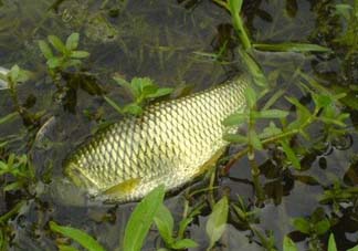五月份能釣草魚嗎？五月份釣草魚用什么餌料？