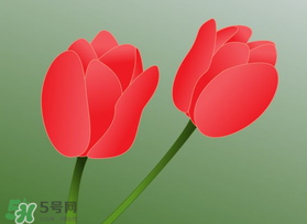 母親節可以送郁金香嗎？為什么母親節送郁金香？
