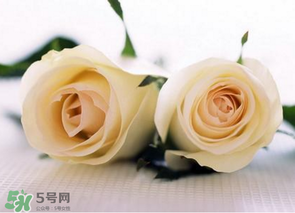 母親節(jié)可以送白玫瑰嗎？白玫瑰適合送什么人？