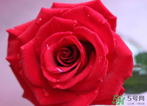 母親節(jié)送什么顏色的玫瑰花？母親節(jié)送幾朵玫瑰花？