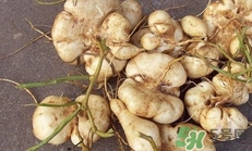生吃土瓜有什么好處？土瓜生吃的功效與作用