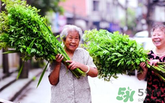 端午節(jié)前后出沒的毒蟲有哪些？端午節(jié)前后如何預(yù)防毒蟲？