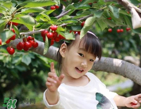 5月份還有櫻桃摘嗎？5月份哪里可以摘櫻桃？