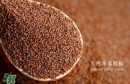 海藻面膜要泡多久最好？海藻面膜要泡多長時間？