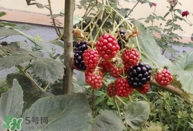盆栽樹莓怎么養？盆栽樹莓的種植方法