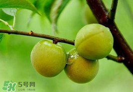青梅果有什么好處？青梅果的功效與作用