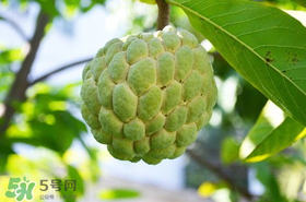 釋迦果怎么保存？釋迦怎么保存時(shí)間長？