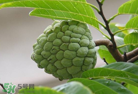 釋迦果怎么保存？釋迦怎么保存時(shí)間長？