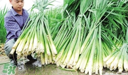 茭白是什么菜？茭白是什么植物