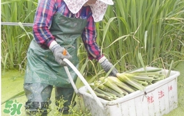 茭白是什么菜？茭白是什么植物