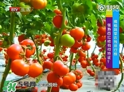 如何分辨催熟西紅柿？西紅柿怎么去除農(nóng)藥殘渣？
