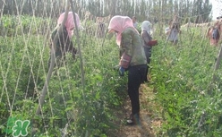 黑番茄怎么種植？黑番茄種植技術