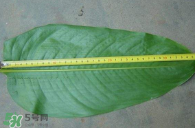 粽子葉要泡多久？粽子葉怎么泡？