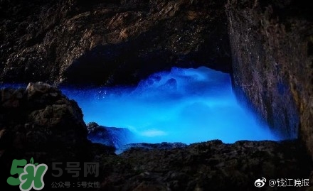 浙江多地驚現(xiàn)藍(lán)眼淚現(xiàn)象 藍(lán)眼淚是什么？
