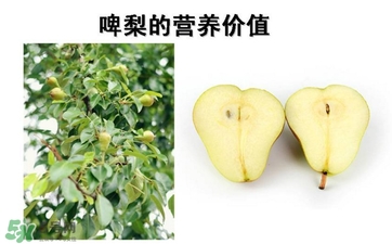 青啤梨要放軟了吃嗎？啤梨放軟了才能吃嗎？
