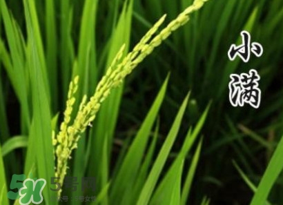 節(jié)氣小滿大滿是什么意思？24節(jié)氣為什么沒有大滿