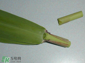 粽葉是蘆葦葉嗎？粽葉和蘆葦葉的區別