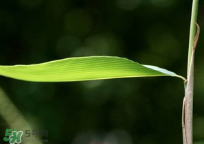 箬葉和粽葉有什么區(qū)別？箬葉是粽葉嗎？