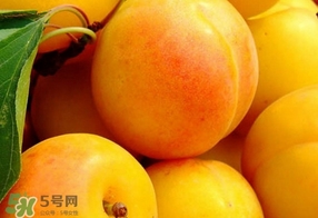 黃桃是杏子嗎？黃桃和杏子的區別