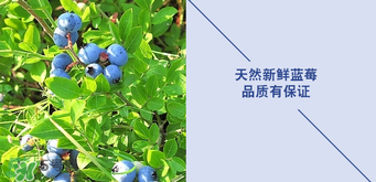 悠蜜藍莓利口酒保質期是多久？悠蜜藍莓利口酒保質期是幾年？