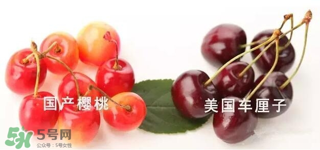 櫻桃和車?yán)遄佑惺裁磪^(qū)別？櫻桃和車?yán)遄幽膫€貴？