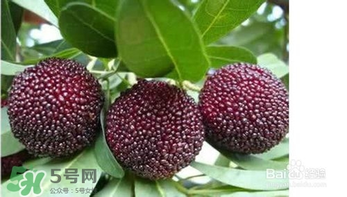 楊梅怎么吃好吃？楊梅怎么吃不酸？