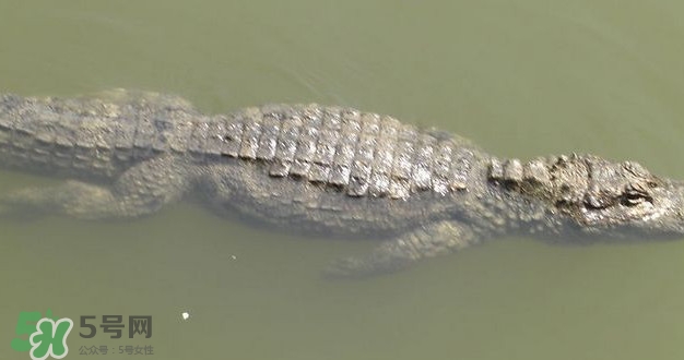 鱷魚是魚嗎？鱷魚是浮在水面上嗎？