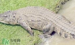 鱷魚是魚嗎？鱷魚是浮在水面上嗎？