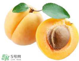 杏子幾月成熟？杏子什么時候成熟？