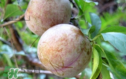 雙華李有什么營養？雙華李的營養價值