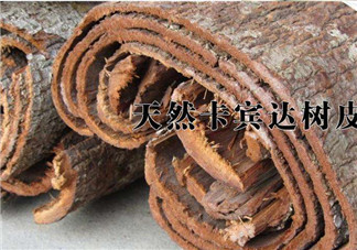 安哥拉樹(shù)皮能天天吃嗎？安哥拉樹(shù)皮天天吃可以嗎？