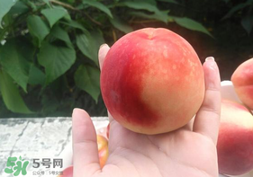 毛桃怎么保存？毛桃可以放冰箱？
